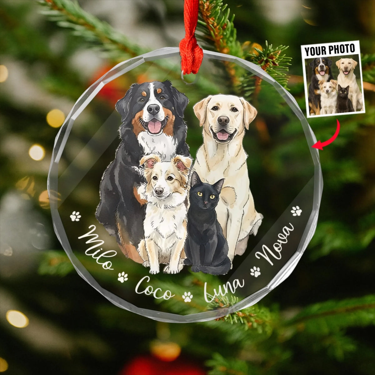 Home Is Where The Paws Are mk 4